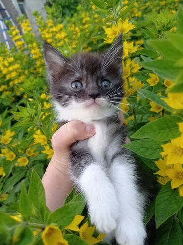 британский короткошерстный кот: У этой девочки мама Мейн-кун, безумно красивая, милая, добрая, игривая