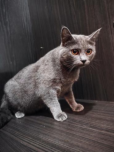 кошки серые: Беспородная, 2 года, Девочка, Серый, Кастрирована, Метис, Приучена к лотку — 6