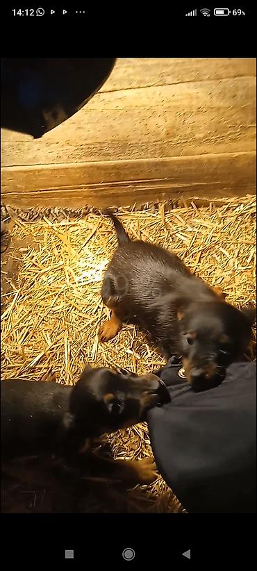 Продажа собак: Продаю щенков породы яктыръер возраст палтара месяца сука рабочая и at lalafo.kg — 5 Продажа собак: Продаю щенков породы яктыръер возраст палтара месяца сука рабочая и — 5