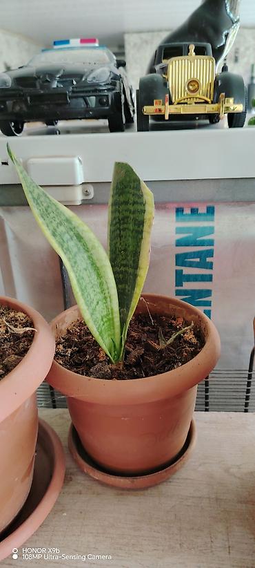zolotoy us bitkisi: Sansevieria (Qayın dili) – qızılı kənarlı, zolaqlı yaşıl yarpaqlı — 2