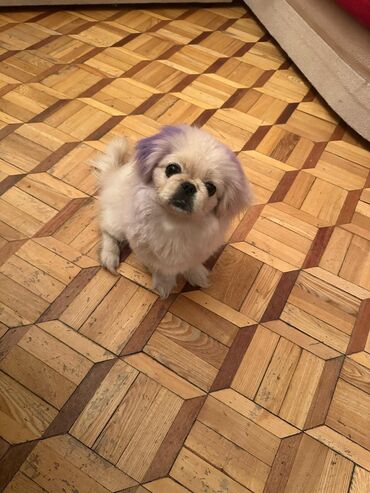 ros 308: Pekines, 4 ay, Dişi, Peyvəndli, Ünvandan götürmə
