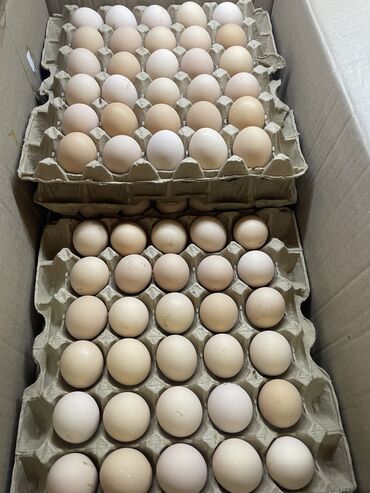 Молочные продукты и яйца: Продаю яйца домашние 54-58 граммов 11 сом окончательно Готов