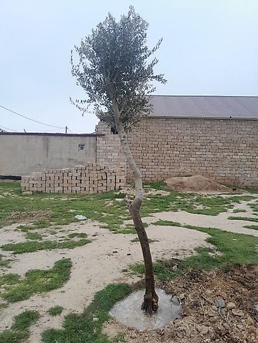 malax meyve: Məhsul: Zeytun ağacları (2 ədəd) Təsvir: - Həyətyanı sahə, bağ və ya — 5