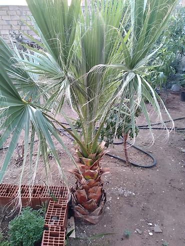 monstera bitkisi: Washingtonia filifera/robusta tipli) Təyinat: Həyətyanı sahə, bağ — 4