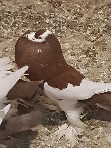 Pişiklər: Pişiklər -da lalafo.az — 9 Pişiklər: Pişiklər — 9