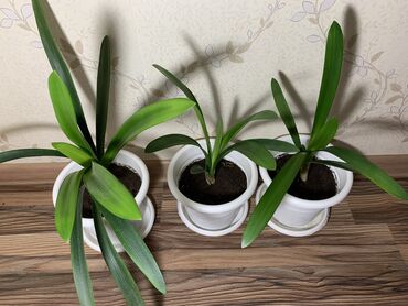 Другие комнатные растения: Продаю растения Кливия 700с ; Монстера большая 5500с Монстера
