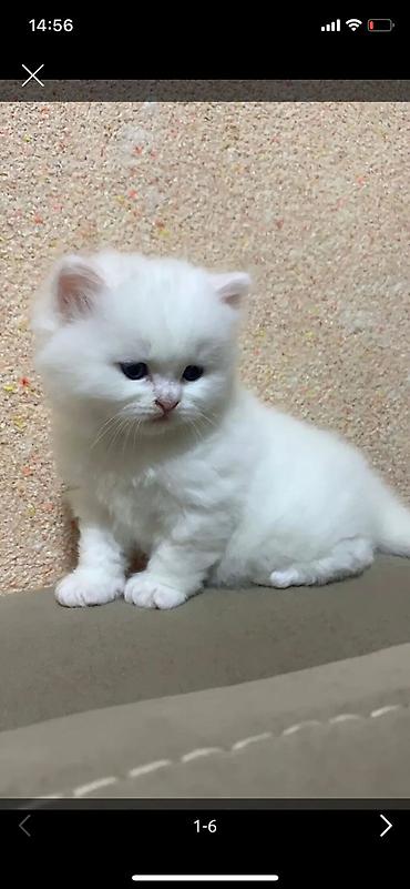 Pişiklər: Şotland — 3