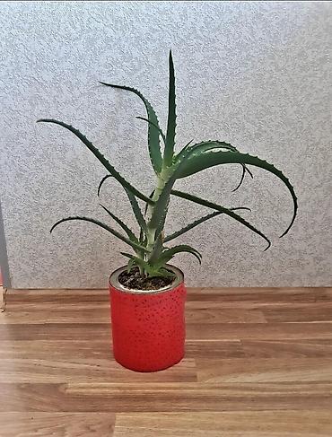 Əzvay bitkusi. ( aloe vera). Müalicəvidi. Dibində 3 dənə balası var lalafo.az -da Əzvay bitkusi. ( aloe vera). Müalicəvidi. Dibində 3 dənə balası var