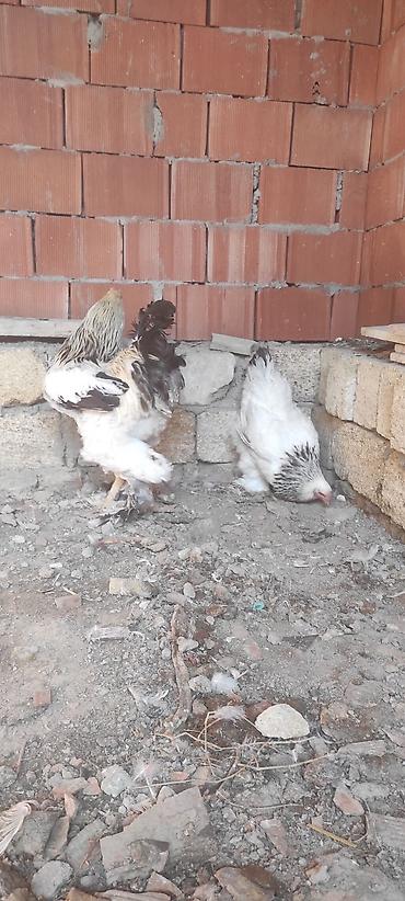 brama cucə satışı: Toyuq, Brama, Damazlıq — 3
