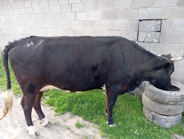 корова голштинской: Продаю | Корова (самка) | Голштин | На откорм, На забой, Для разведения