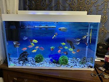 Dördbucaq akvarium, Balıqlarla birlikdə, 7 l, Ünvandan götürmə