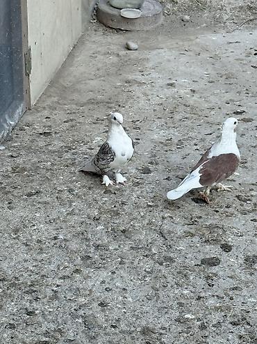 göyərçin satılır: Hazir cut bala veren hunkariler satilir ciddi alicilar yazsin — 2