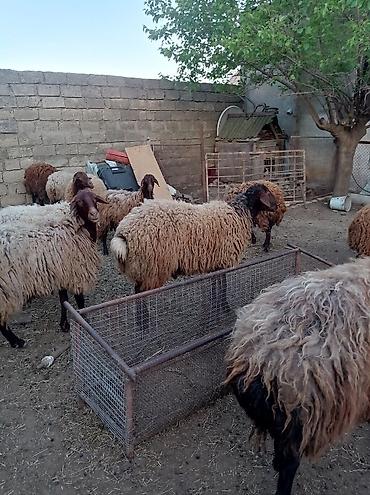 qala cinsi qoyun satilir: Qoyun sürüsü 29 baş – ət və yun istehsalı üçün - Növ: Yerli — 10
