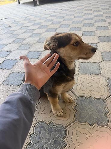 husky dog: Щенок метис, компактного среднего размера очень энергичная и ласковая — 4