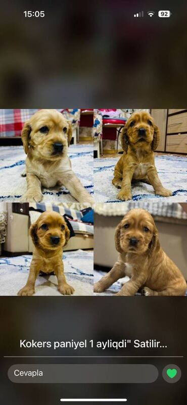 pudel satışı: Koker spaniyel, 1 ay, Dişi, Pulsuz çatdırılma