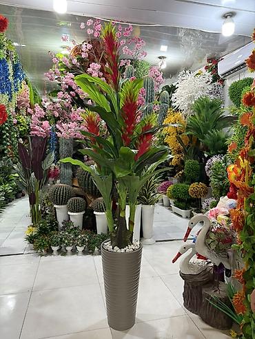 dekor guller: 🌿 PALMA – dekorativ bitkilər Evinizə, ofisinizə və digər məkanlara — 2
