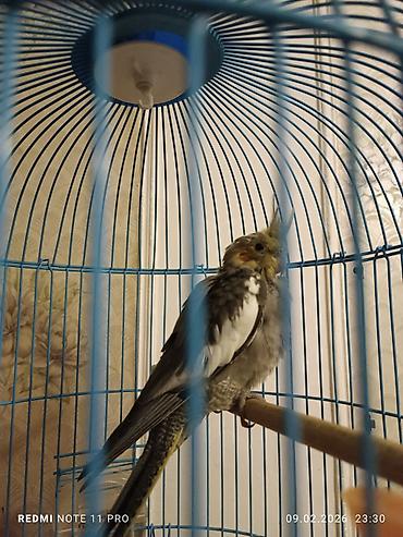 Tutuquşları: Təzə yemə düşmüş 39 günlük korela balası Sağlamdır öz quşlarımın — 1