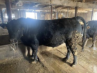 Коровы, быки: Продаю | Бык (самец) | Герефорд, Алатауская, Абердин-ангус | На откорм, На забой — 15