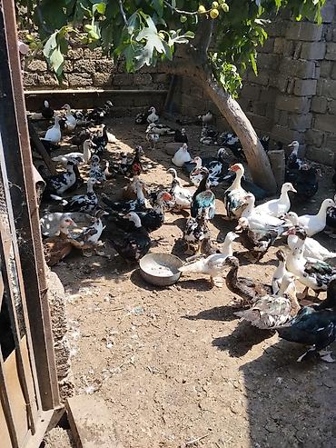 heyvan yemlərinin satışı: Lal ördək topdan satılır sağlam heyvanlarardı

250yə yaxın — 1