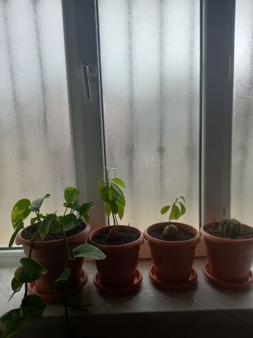 Otaq bitkiləri: İç məkan üçün canlı dekorativ güllər və sukulentlər - Amaryllis — 10