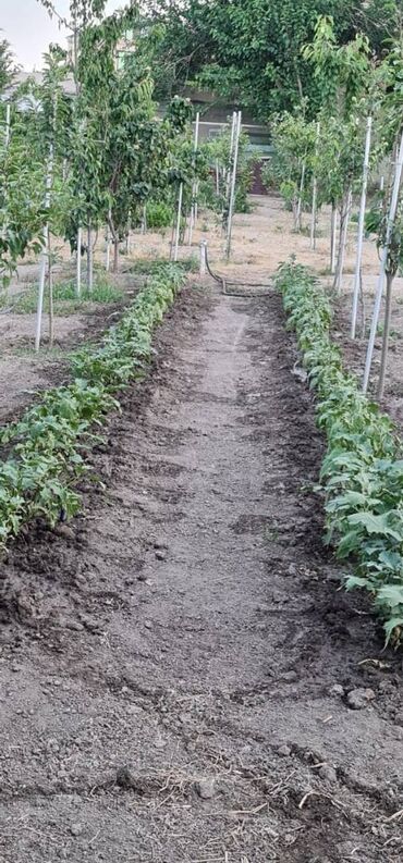 Həyət evləri və villaların satışı: 6 otaqlı, 250 kv. m, Yeni təmirli — 3