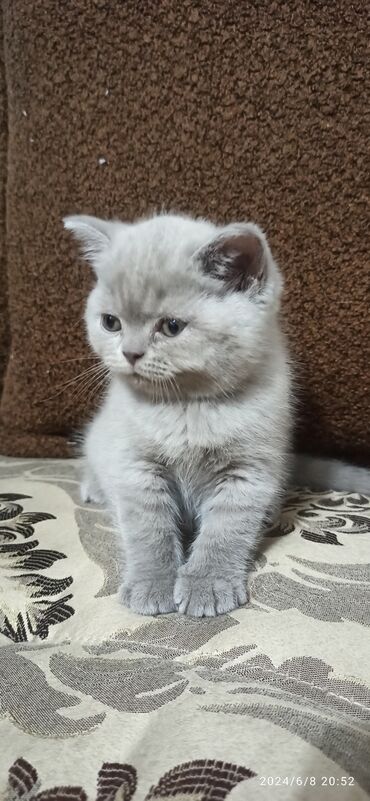 сиамский кот: Котёнок мальчик. шотландской породы. скотиш страйт. родился 22.04