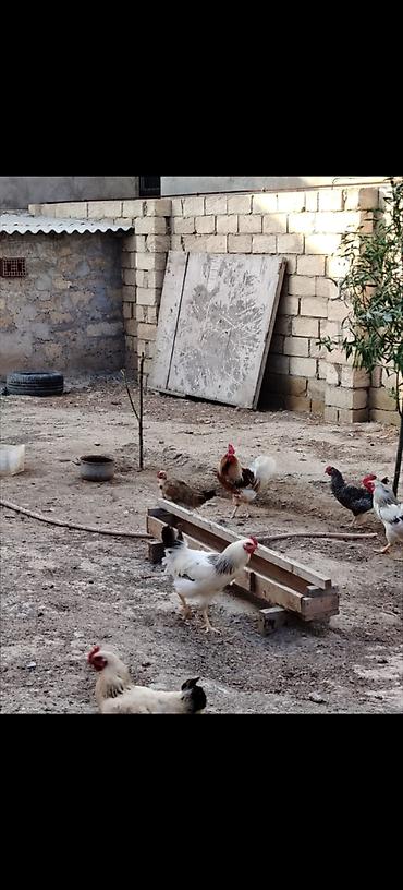 brama toyuqları: Hər ölçüdə toyuqlar xoruzlar 3 kloya qədər toyuqlar var çəkilərine — 2