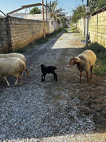 ordək necə gunə bala cixarir: Salam Aleykum! Allah hamının malına, ruzisinə bərəkət versin! 🤲🐑 🐏 — 9
