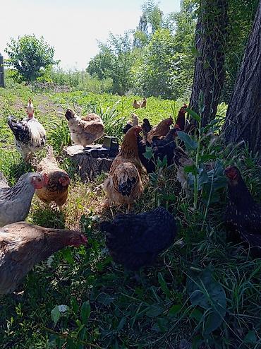 купить цесарок: Продаю | Куры | Домашняя | Для разведения — 2