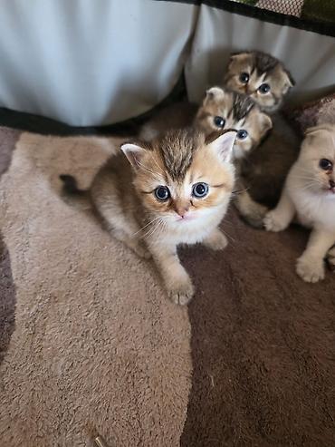 Pişiklər: Şirin pişik balaları - Cins: Scottish Fold/Scottish Straight tipli — 1