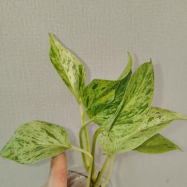 Эпипремнумы и сциндапсусы: Эпипремнум Елисейские поля вариегатный Эпипремнум Айс квин — 1