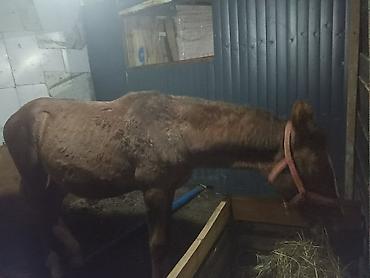 Продаю | Жеребенок | Рабочий at lalafo.kg Продаю | Жеребенок | Рабочий