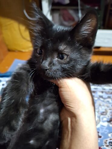 туалет для кошек наполнитель: 3 месяца, Мальчик, Черный