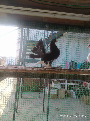 Göyərçinlər: Tam sağlam quşlardır — 12