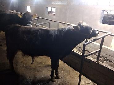 Коровы, быки: Продаю | Бык (самец) | Привязанные — 4