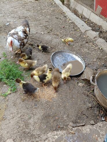 товары для крупных собак: Təmiz sort Lal ördek balaları 27 günlukdü,12,dənəı - Növ: Muskovy