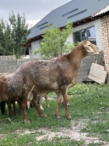 кара балта кой: Продаю | Баран (самец) | Арашан