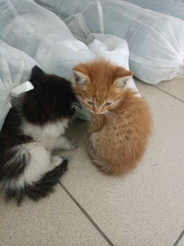 вязка котов: Кошка даром: Беспородная, Мальчик