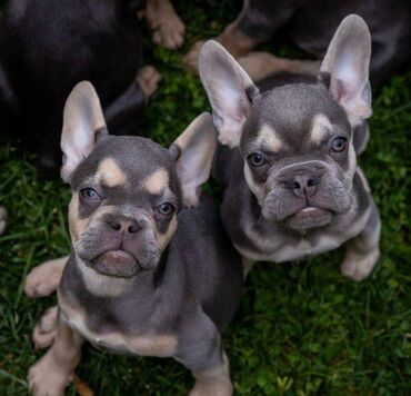 Psi: Na prodaju prelepi i preslatki štenci francuskog buldoga u exotic — 9