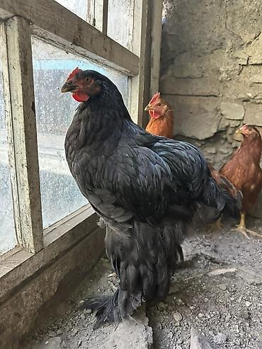 коой: Продаю | Куры | Кохинхин | Для разведения — 1
