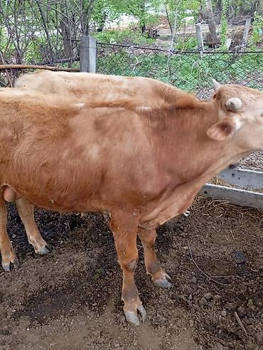 Коровы, быки: Продаю | Бык (самец) | На откорм — 6