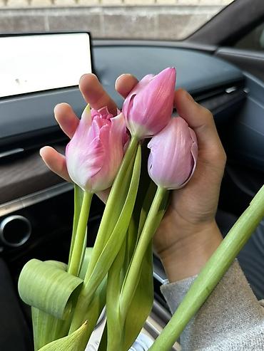 Букеты из живых цветов: Тюльпан оптом 2026 Продам оптом оптом оптом От 500шт Самые лучшие at lalafo.kg — 8 Букеты из живых цветов: Тюльпан оптом 2026 Продам оптом оптом оптом От 500шт Самые лучшие — 8