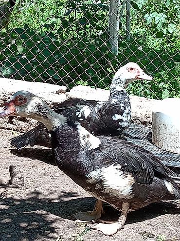akvarium az: Muscovy ördəkləri (indo-ördəklər) – müxtəlif rəng çalarlarında Məhsul — 2