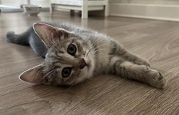 каракол животных: 3 месяца, Девочка, Серый, Приучена к лотку, Проглистована — 8