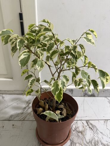 Женское счастье (Спатифиллюм): Комнатные цветы Диффенбахия 500 с Монстера 2000 Фиалки 250 с — 11