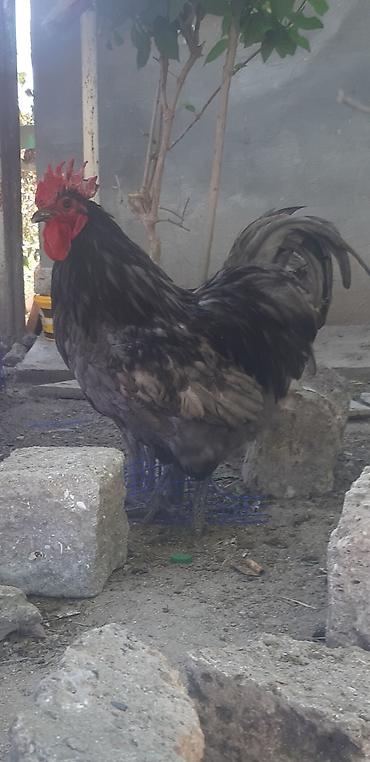 qus iran: Boz-qara rəng çalarlarında, iri bədənli xoruz. - Güclü, hündür — 1