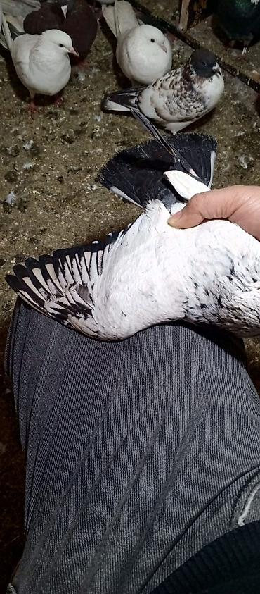 Quşlar: Təmiz qan almankadır tam sağlamdır — 3