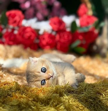 Pişiklər: Britan — 12