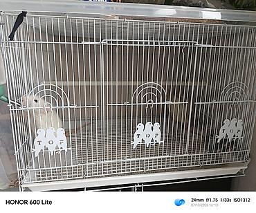 qus satisi: Две декоративные крысы вместе с клеткой бесплатно в добрые руки — 2