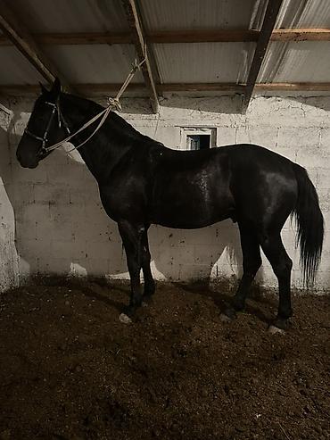 Лошади, кони: Продаю | Конь (самец) | Английская | Конный спорт — 9